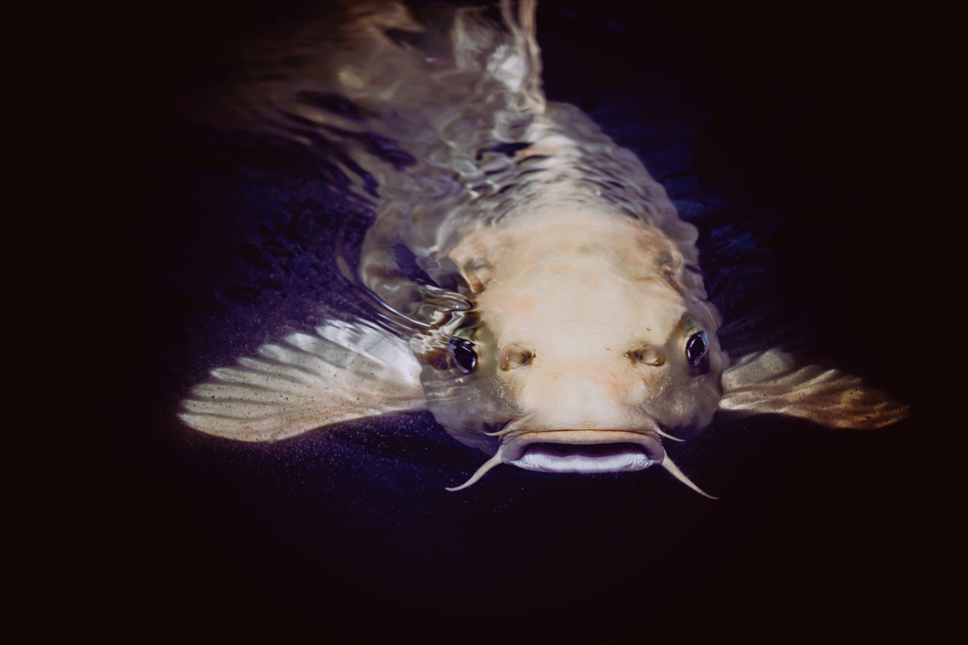 Tanya Rich British Voice Actor Animal Catfish Fish